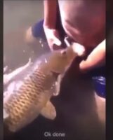 Fish In The Woman Sex - Man having sex with a fish (18+) â€“ Wow News