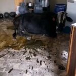 twitter_1846832657851646284__1729158701092_The instigator – The cow found the door opened and drank