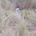 Another Indian Couple Busted While Having Sex In The Bush In Public (18+) twitter_2060269202875814395__1780082648572_Sourav - Cover Photo