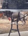 Dog Seen Having Sex With Chicken In Public (18+) Screenshot_20260729-083518