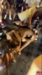 Ass Exposed As Black Girl Gets Stripped While Fighting (18+) Screenshot_20260729-085947
