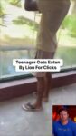 TikTok Influencer Eaten By Lion For Clicks (18+) twitter_2091995857617031188__1787651028610_Don Keith - Teenager Gets Eaten By Lion For Clicks You ca