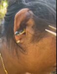 Snake Found In Indian Woman's Ear (New Strange Discovery) twitter_2101287258116800546__1789849117662_Sunil Kumar - Cover Photo