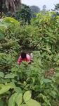 Another Horny Indian Couple Caught Having Sex In The Bush In Public (18+) twitter_2103110741402550451__1790281046967_Mann - AdaniArogyaMandir News18Defcon2026 Cover Photo