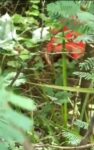 Another Beautiful Indian Wife Fucked In The Bush Screenshot_20261001-155440